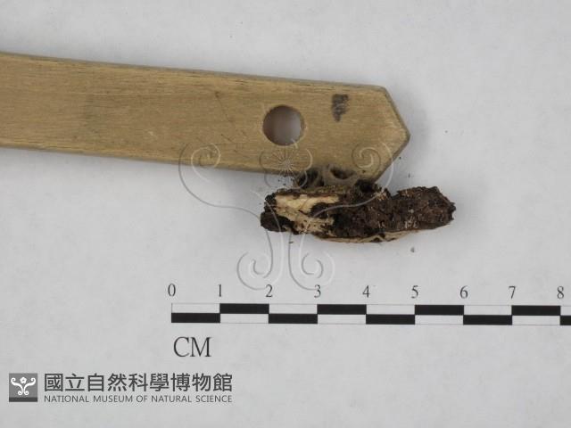 登錄號:F0008911藏品圖，第3張