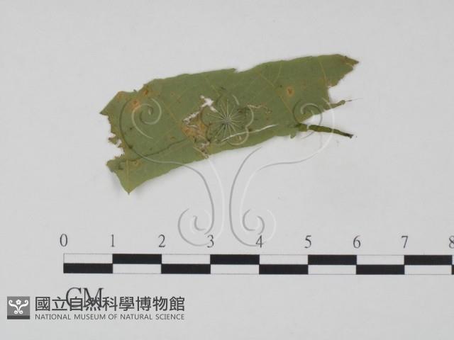 登錄號:F0018911藏品圖，第3張