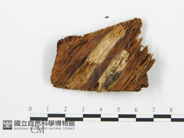 登錄號:F0000911藏品圖，第3張