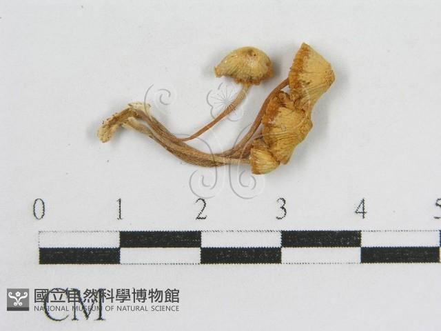 登錄號:F0010911藏品圖，第3張