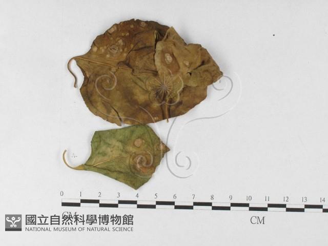 登錄號:F0026911藏品圖，第1張