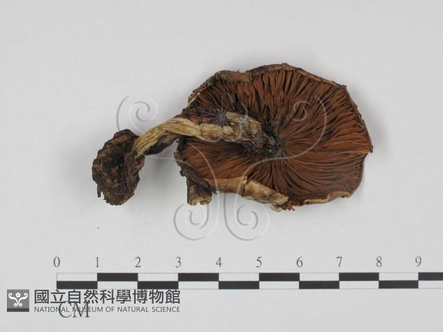 登錄號:F0021911藏品圖，第3張