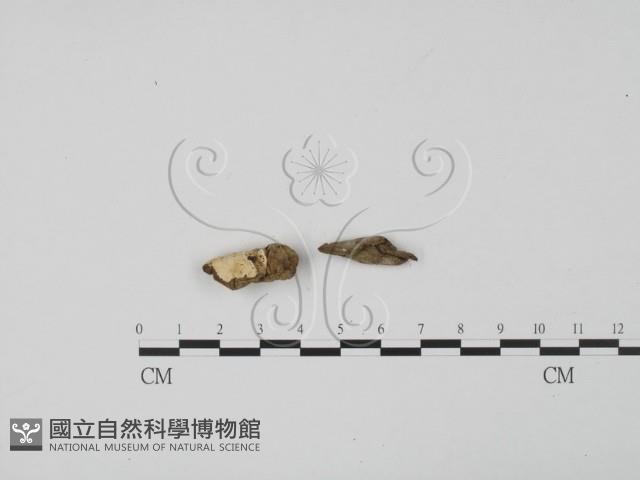 登錄號:F0001911藏品圖，第3張
