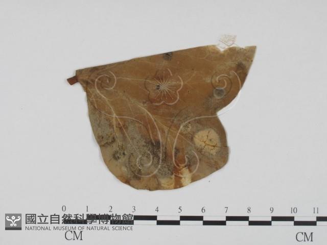登錄號:F0011911藏品圖，第3張