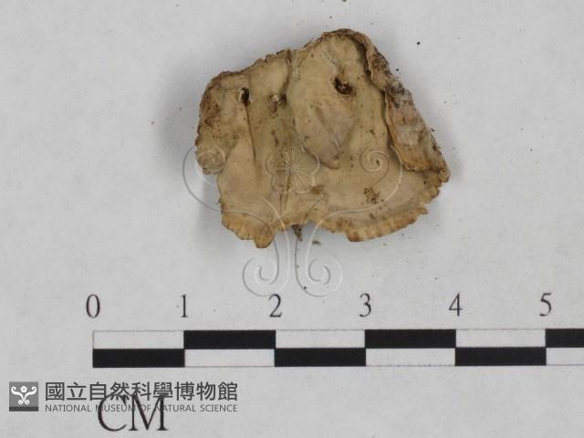 韌革菌屬藏品圖，第3張