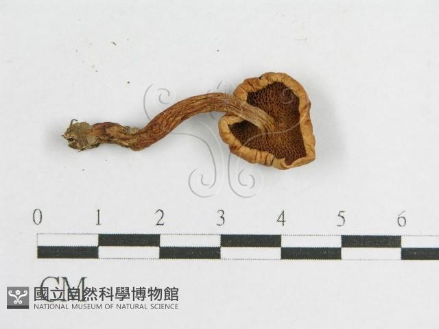 登錄號:F0004911藏品圖，第3張