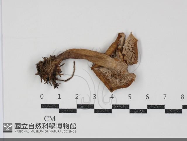 乳菇屬藏品圖，第3張