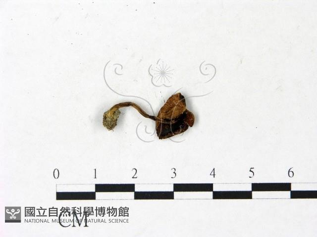 登錄號:F0022911藏品圖，第3張