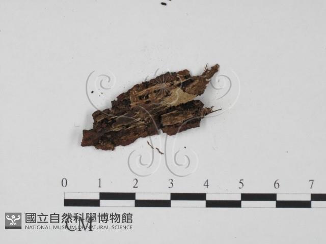 登錄號:F0012911藏品圖，第3張