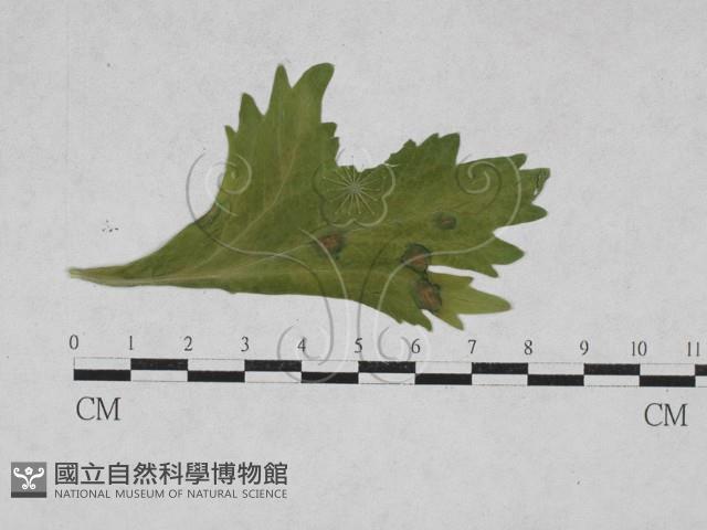 登錄號:F0027911藏品圖，第1張