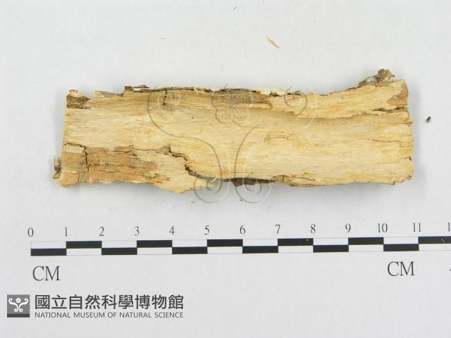 革墊菌屬藏品圖，第3張