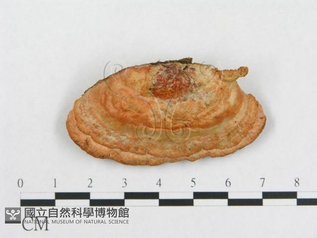 登錄號:F0005911藏品圖，第3張