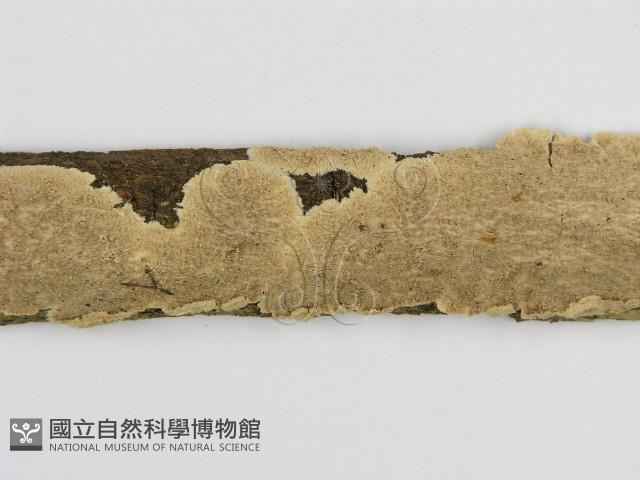 登錄號:F0009911藏品圖，第3張