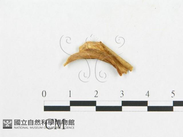 登錄號:F0019911藏品圖，第1張