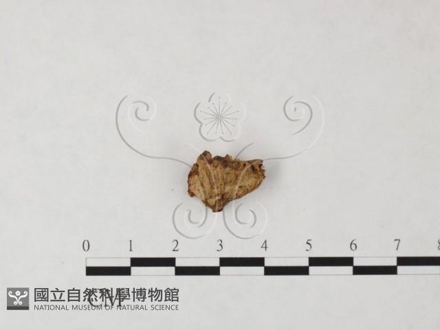 顯絲菌屬藏品圖，第3張