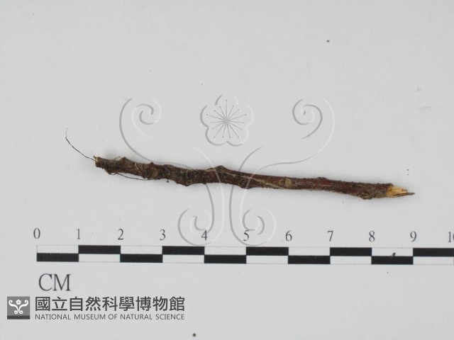 登錄號:F0013911藏品圖，第3張