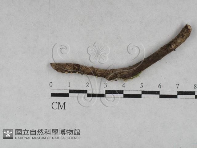 登錄號:F0028611藏品圖，第3張