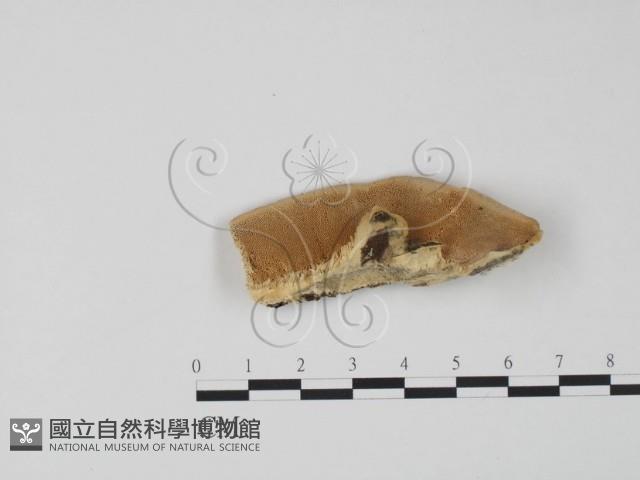 登錄號:F0006611藏品圖，第3張