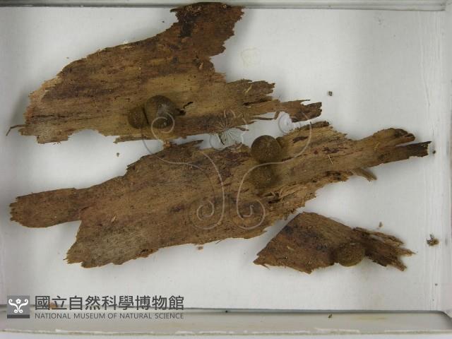 登錄號:F0021611藏品圖，第3張