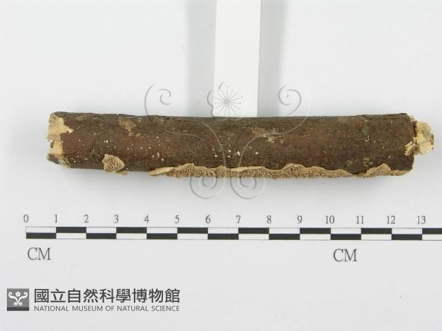 齒耳菌屬藏品圖，第3張