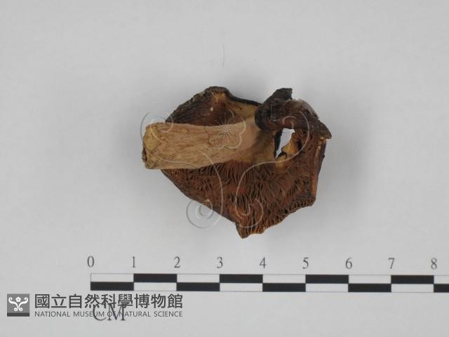 紅菇屬藏品圖，第3張