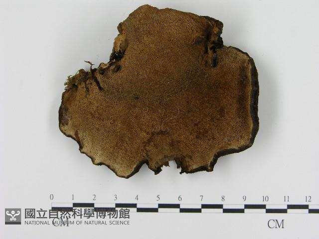 登錄號:F0004611藏品圖，第3張