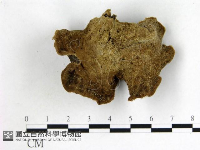 毛木耳藏品圖，第3張