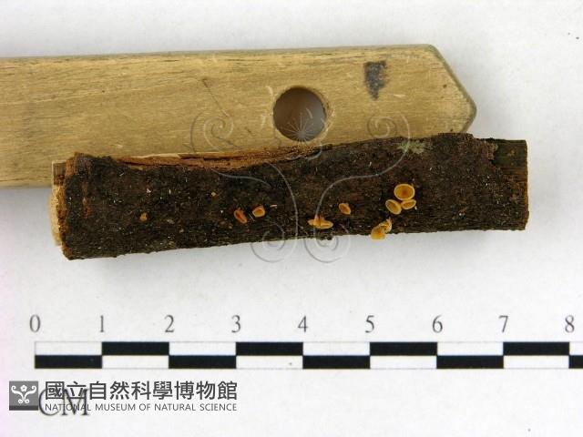 登錄號:F0022611藏品圖，第3張