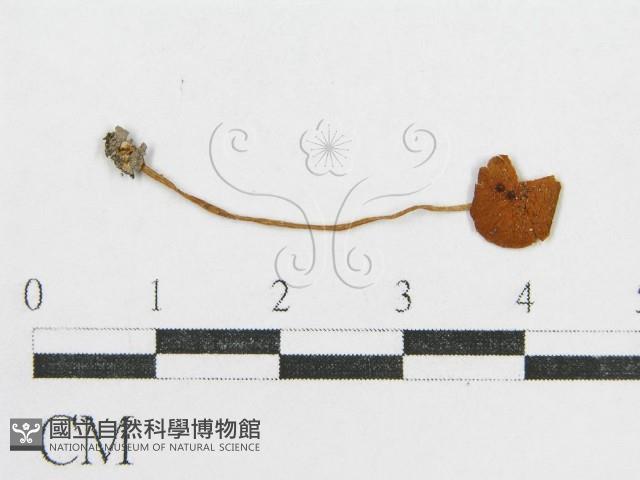 登錄號:F0012611藏品圖，第3張