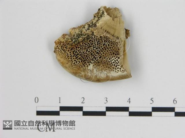 登錄號:F0017611藏品圖，第1張