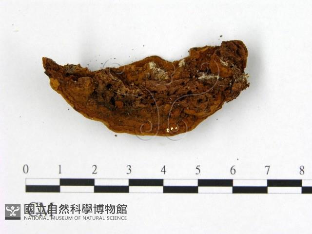 登錄號:F0005611藏品圖，第3張