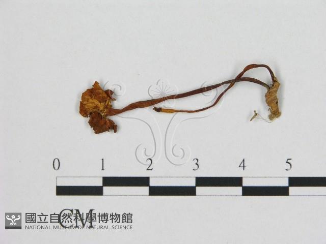 登錄號:F0015611藏品圖，第3張
