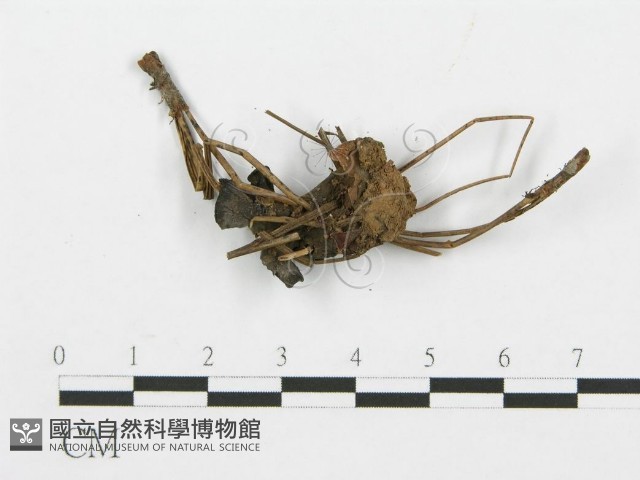 登錄號:F0013611藏品圖，第3張