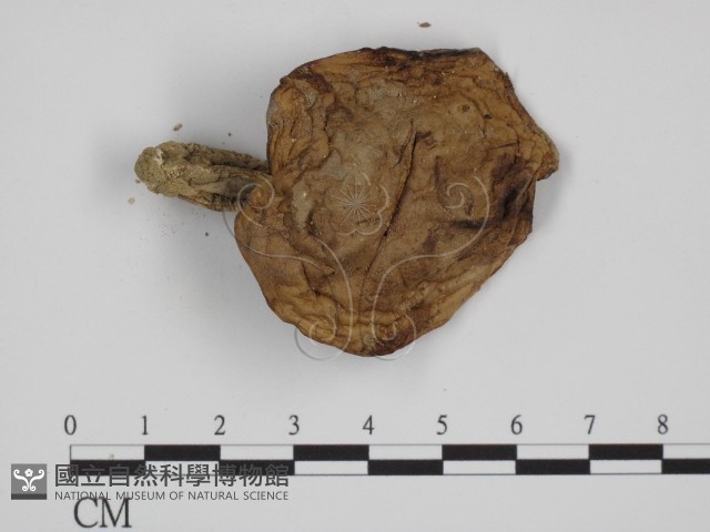 登錄號:F0008411藏品圖，第3張