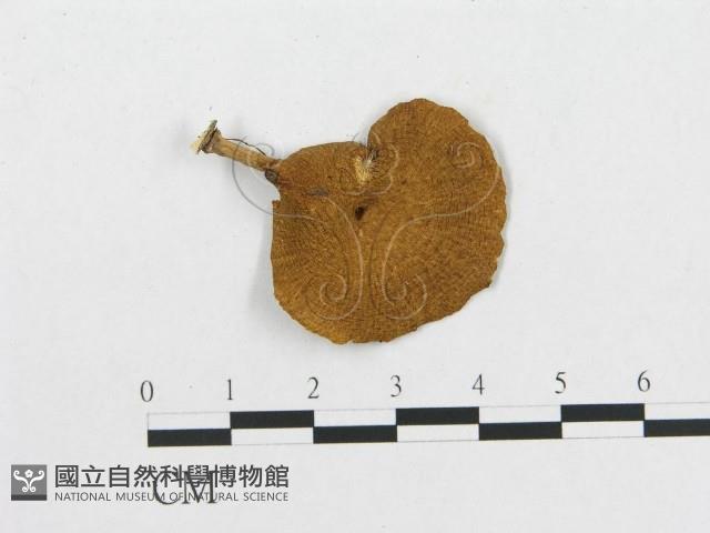 多孔菌屬藏品圖，第3張
