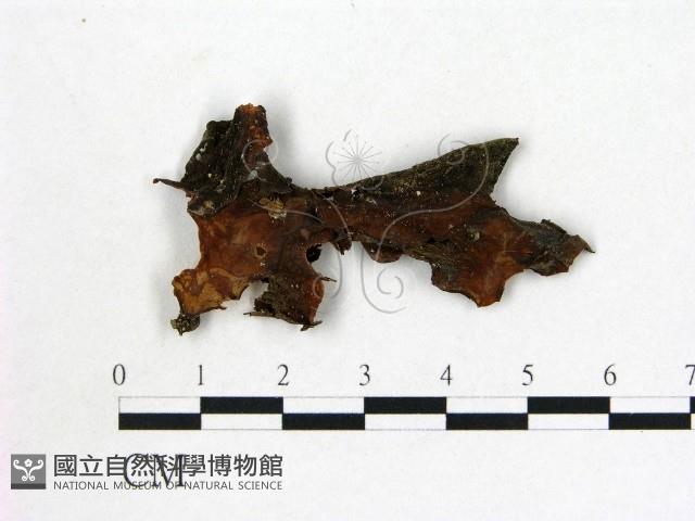 登錄號:F0000411藏品圖，第3張