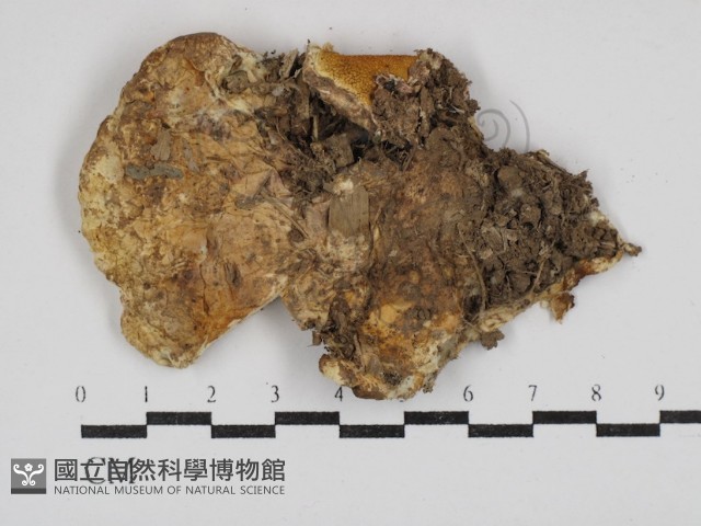 登錄號:F0030411藏品圖，第3張