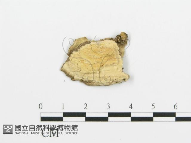 煙管菌藏品圖，第3張