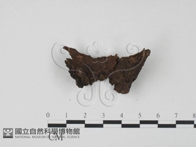 登錄號:F0021411藏品圖，第3張