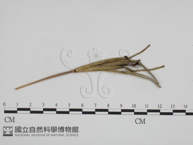 登錄號:F0011411藏品圖，第3張