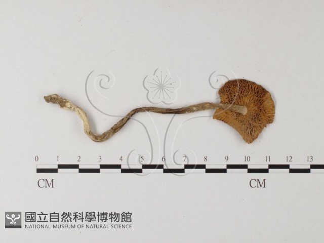 登錄號:F0004411藏品圖，第3張