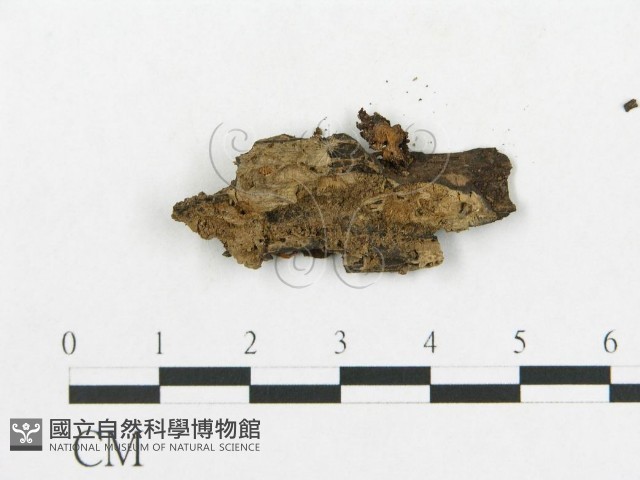 登錄號:F0014411藏品圖，第3張