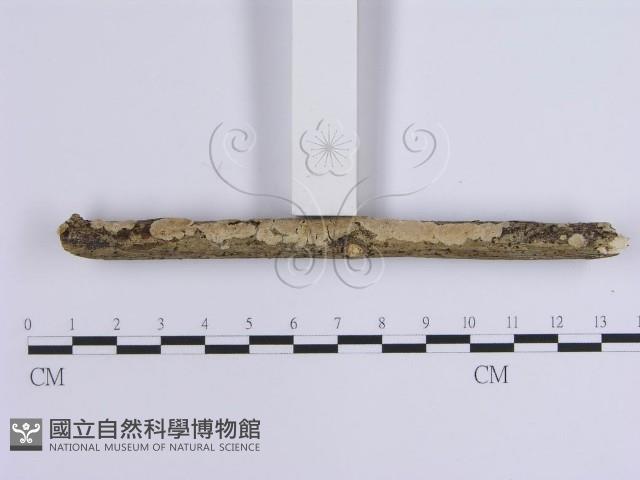 登錄號:F0002411藏品圖，第3張