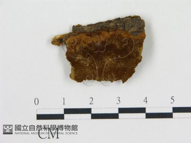 登錄號:F0017411藏品圖，第1張