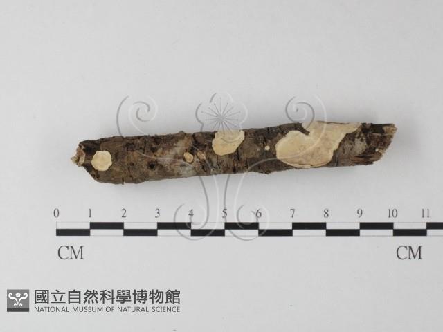 登錄號:F0025411藏品圖，第3張