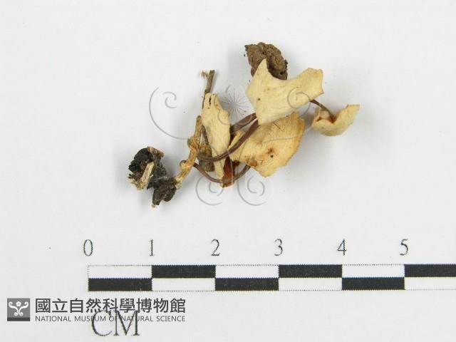 微皮傘屬藏品圖，第3張