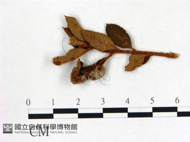 登錄號:F0020711藏品圖，第3張