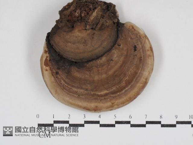 登錄號:F0030711藏品圖，第3張