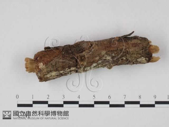 剛毛絲皮菌藏品圖，第3張