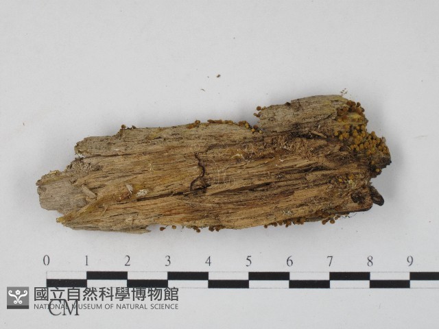登錄號:F0004711藏品圖，第3張